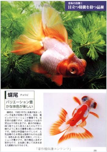 Fish Book Japanese Goldfish Ranchu Catalogue 5  