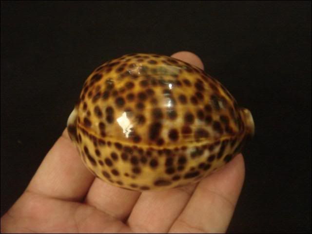 Cypraea tigris, 70.2mm, GEM, VERY RARE YELLOW COLOR  