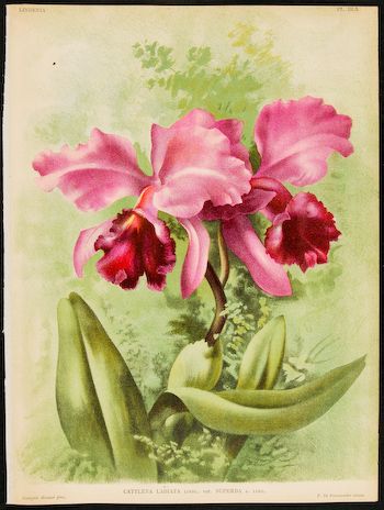 1855 LINDEN Litho   ORCHID 560   CATTLEYA LABIATA var.  