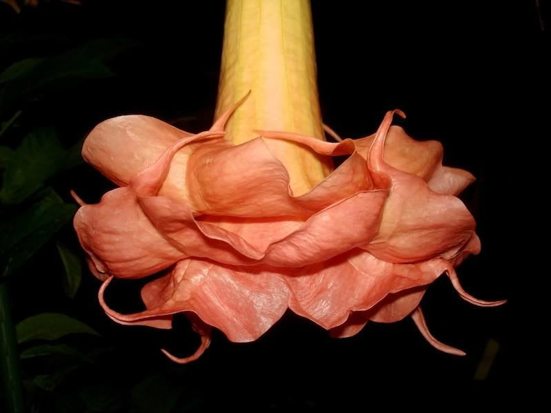 Hybrid Brugmansia Seed   Ruffles & Flourishes x Moulin Rouge  