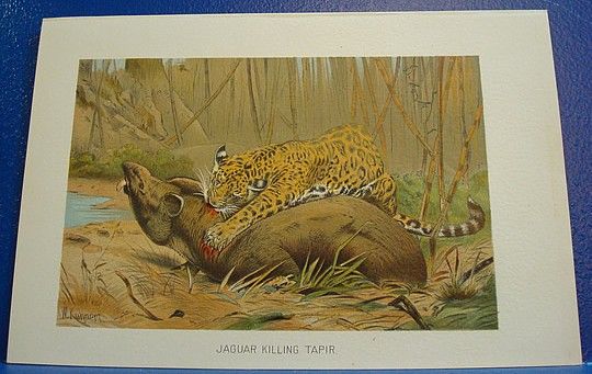 Antique Color Print/c1895/JAGUAR KILLING TAPIR/P2  