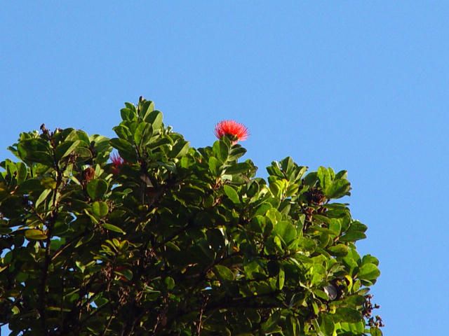 OHIA LEHUA TREE   Hawaiian Native with Red Flowers     