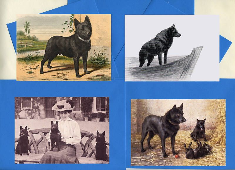 SCHIPPERKE 4 PACK DOG PRINT GREETINGS NOTE CARDS  