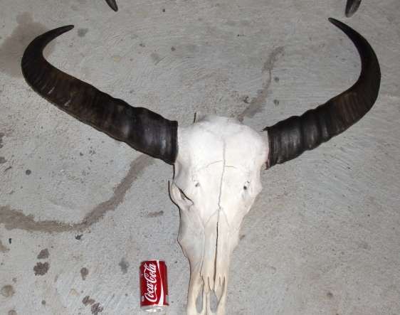 GENUINE FREAK GROWTH 2 DOWN HORNS ASIAN WATER BUFFALO SKULL 3  