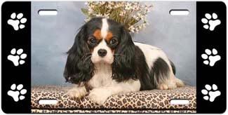 Cavalier King Charles Spaniel License Plate  