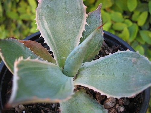 Agave potatorum Tradewinds variegated from the picture below. The 