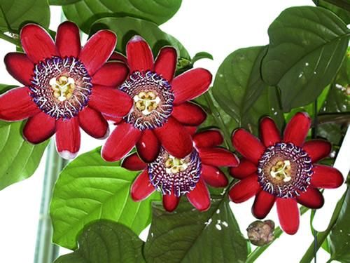 Passiflora Alata Winged Stem Passionflower seeds F 208  