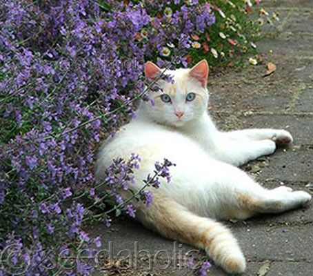 Nepeta cataria “Catnip or Catmint” 120mg, 200 seeds  