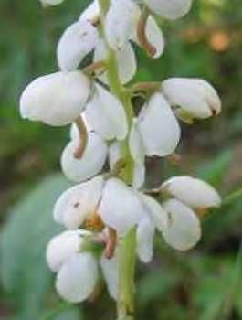 ShinleafNative Pyrola200 Seeds  