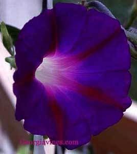 Morning Glory Ipomoea purpurea Kniolas Black 10 Seeds  