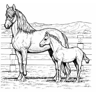 Horse Pony Coloring Ebook on CD 290 Pages NEW  