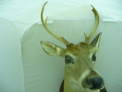 VINTAGE * Whitetail Deer Mount 7 PT ** Nice ** 1971  