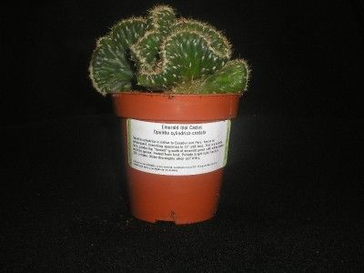 Emerold Idol Cactus. Crested Cristata Euphorbia Opuntia  