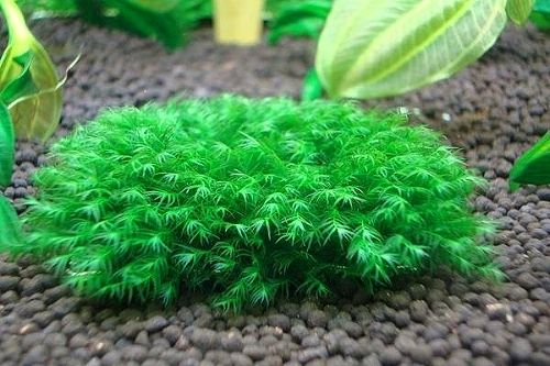 Fissidens fontanus PAD 8x8cm   LIVE AQUARIUM PLANT CRS  