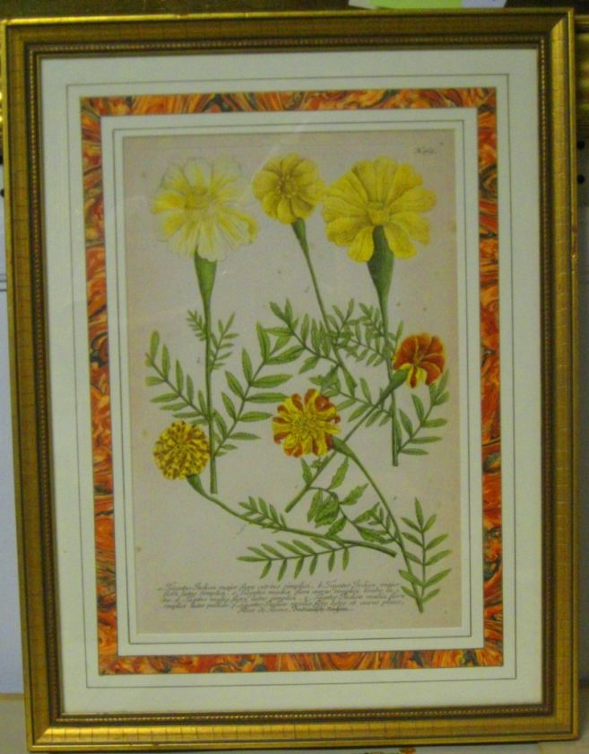 Botanical, Antique Print by J.W.Weinmanns 1737 1745  