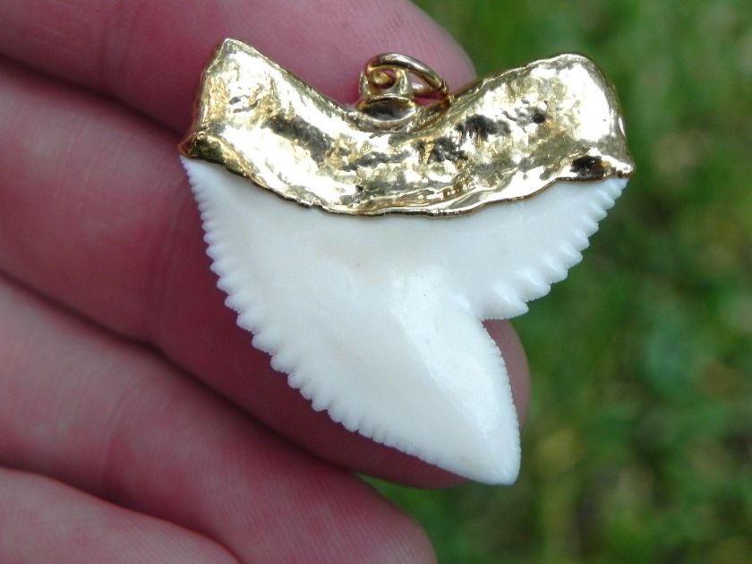 Gold Plated Modern Tiger shark tooth 100% REAL KILLER  