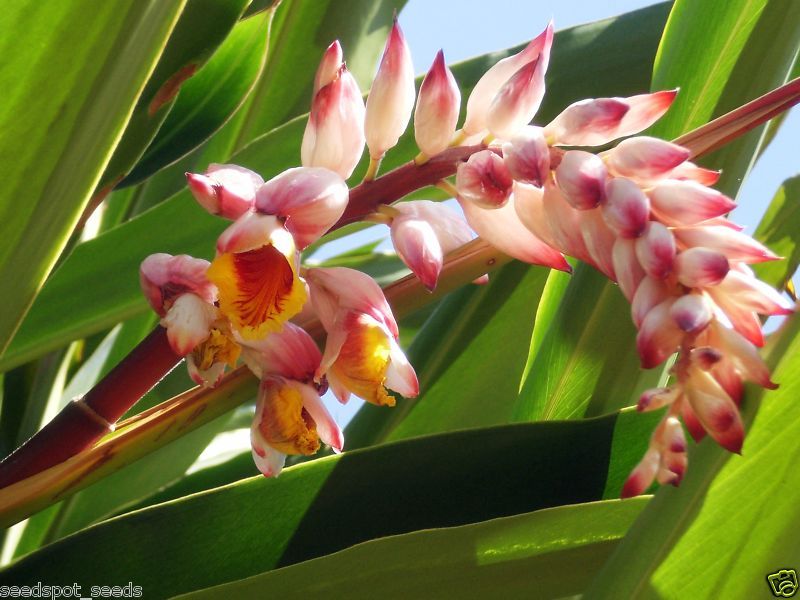 SHELL GINGER FLOWER alpinia zerumbet TROPICAL SEEDS  