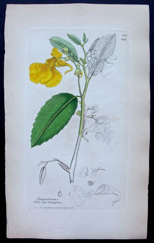 ANTIQUE BOTANICAL PRINT IMPATIENS NOLI ME TANGERE  