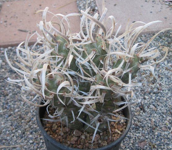 Tephrocactus articulatus v. papyracanthus Paper Spine Cactus 1  