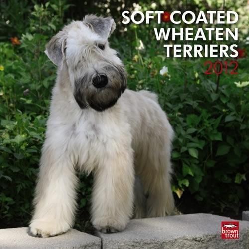 SOFT COATED WHEATEN TERRIER 2012 CALENDAR #8664 6  