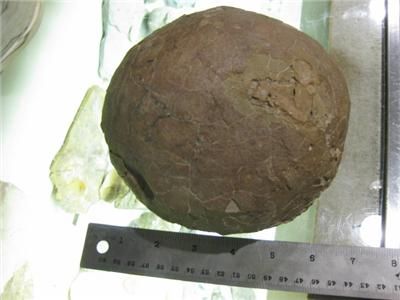 Dinosaur Egg Xixia Basin, Henan Province, China  