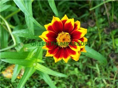 Rudbeckia, Rustic Dwarf Beautiful L@@K seeds (A0004)  