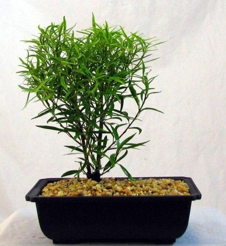 Bamboo Leaf Weeping Fig Bonsai Tree  Ficus salicifolia  