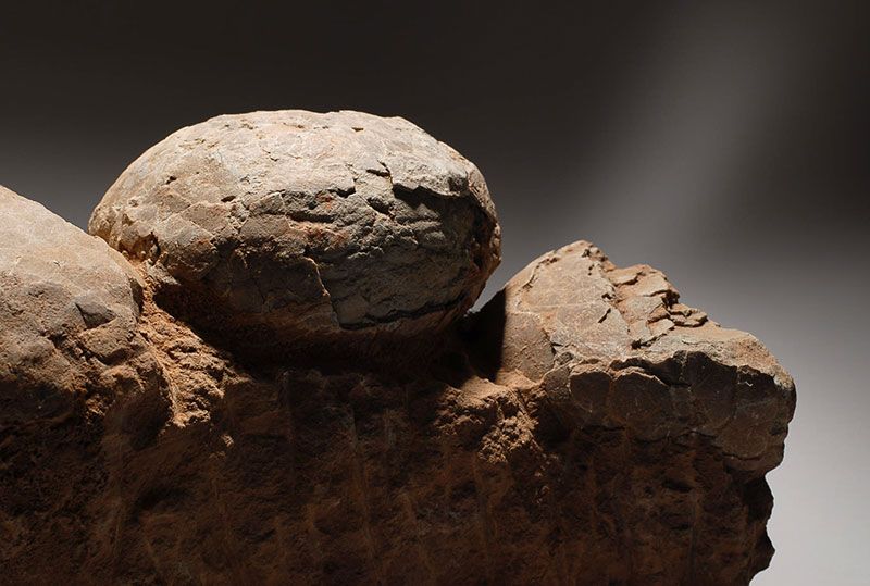  Dinosaur Egg Nest of the family Hadrosauridae, containing four eggs 