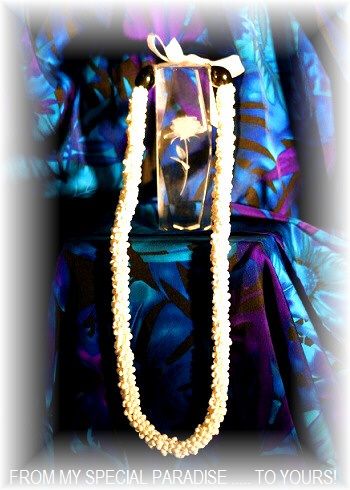   HAWAIIAN KUKUI NUT WHITE SHELL LEI NECKLACE FROM HISTORIC HALEIWA