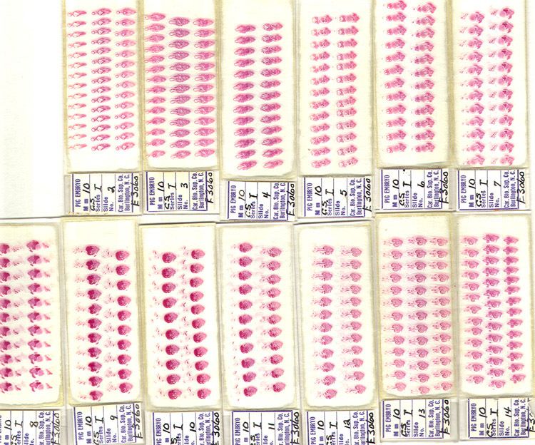 Serial Cross section 10mm pig embryo Slides SET I  